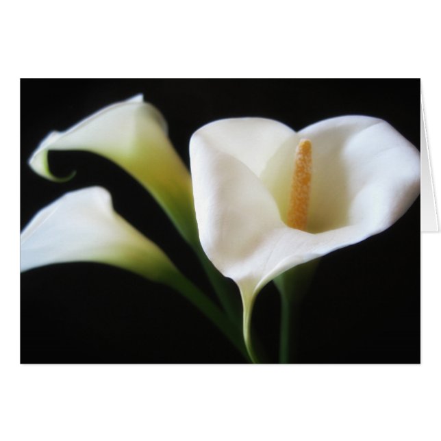 Elegante Calla-Lilien-Blumen 9 (Vorderseite (Horizontal))