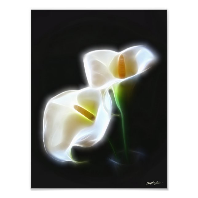 Elegante Calla Lily Blume 13 Moderne Printmedien Fotodruck (Vorne)