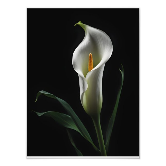 Elegante Calla Lily on Black Background Fotodruck (Vorne)