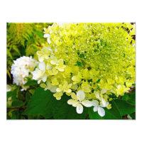Elegante Chartreuse Green Limelight Hydrangea