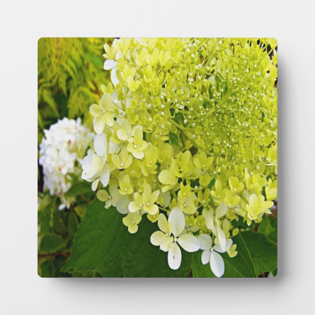 Elegante Chartreuse Green Limelight Hydrangea Fotoplatte (Vorderseite)