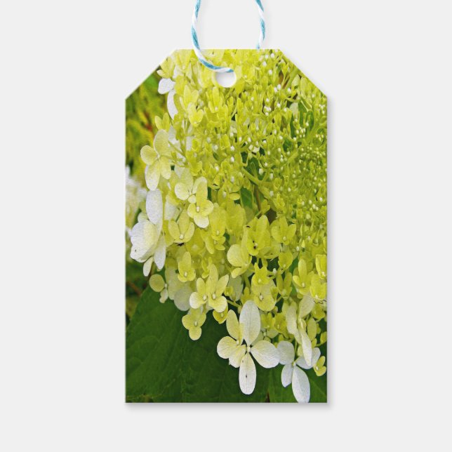 Elegante Chartreuse Green Limelight Hydrangea Geschenkanhänger (Vorderseite)