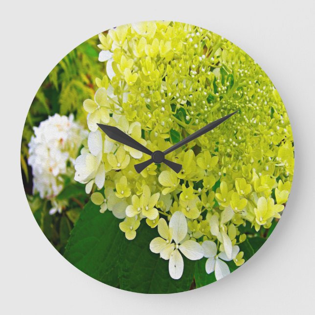 Elegante Chartreuse Green Limelight Hydrangea Große Wanduhr (Vorderseite)