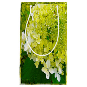 Elegante Chartreuse Green Limelight Hydrangea Kleine Geschenktüte