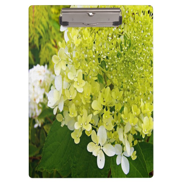 Elegante Chartreuse Green Limelight Hydrangea Klemmbrett (Vorderseite)