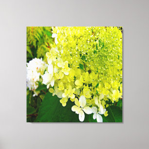 Elegante Chartreuse Green Limelight Hydrangea Leinwanddruck