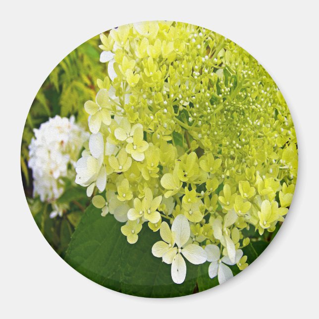 Elegante Chartreuse Green Limelight Hydrangea Magnet (Vorne)