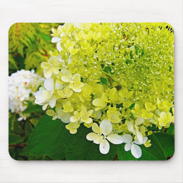 Elegante Chartreuse Green Limelight Hydrangea Mousepad (Vorne)