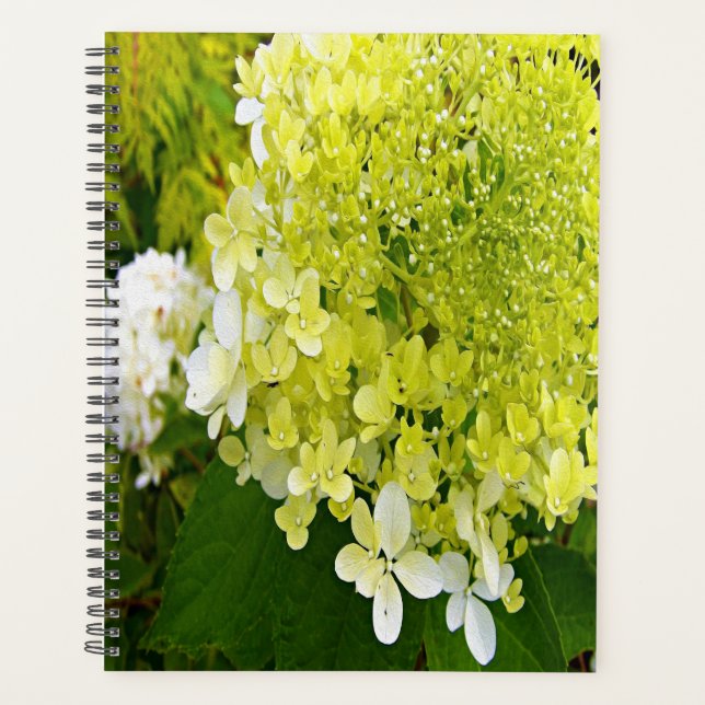 Elegante Chartreuse Green Limelight Hydrangea Planer (Vorderseite)