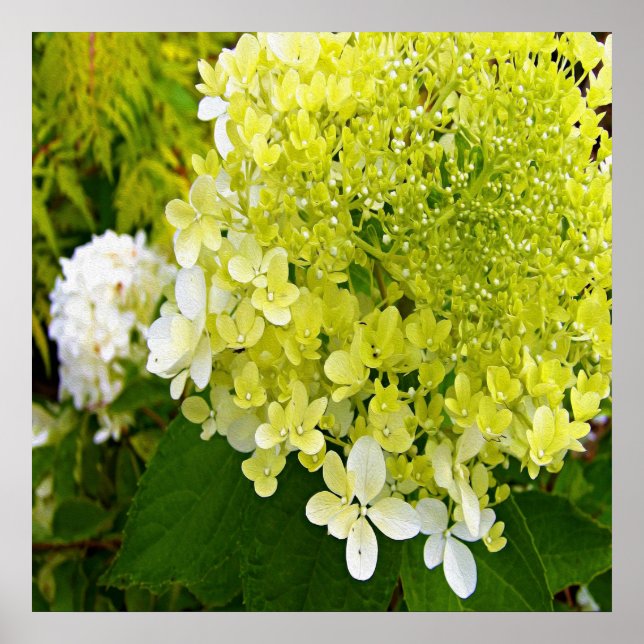 Elegante Chartreuse Green Limelight Hydrangea Poster (Vorne)