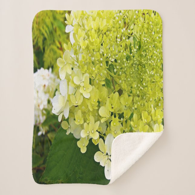 Elegante Chartreuse Green Limelight Hydrangea Sherpadecke (Vorderseite)