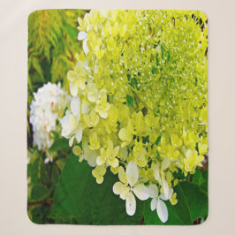 Elegante Chartreuse Green Limelight Hydrangea Sherpadecke