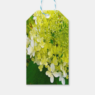 Elegante Chartreuse-Grüne Limelight-Hortensie Geschenkanhänger