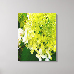 Elegante Chartreuse-Grüne Limelight-Hortensie Leinwanddruck