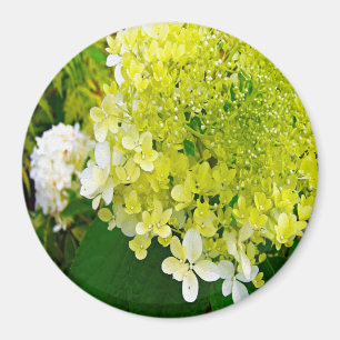 Elegante Chartreuse-Grüne Limelight-Hortensie Magnet