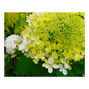 Elegante Chartreuse-Grüne Limelight-Hortensie Poster
