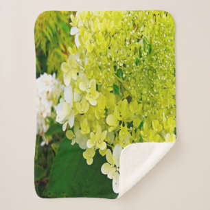 Elegante Chartreuse-Grüne Limelight-Hortensie Sherpadecke