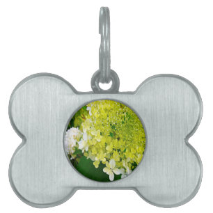 Elegante Chartreuse-Grüne Limelight-Hortensie Tiermarke