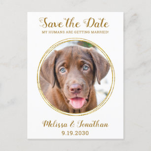 Elegante Chic Gold Custom Pet Foto Hochzeit Ankündigungspostkarte