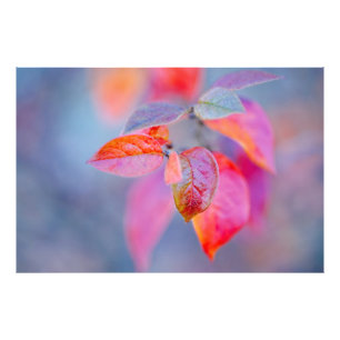 Elegante Cotonou-Oaster-Blätter Fotodruck
