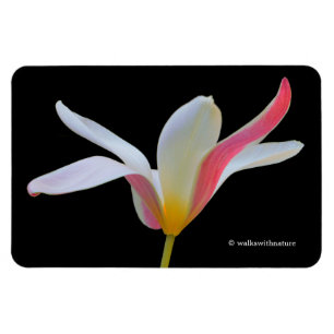 Elegante Damen-Tulpe Weiße Rosa Blüten Magnet