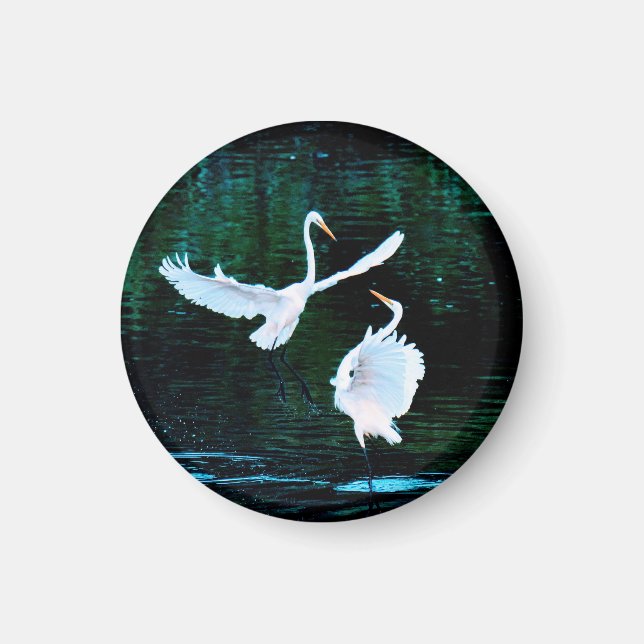 Elegante Egrets im Tanz Magnet (Vorne)