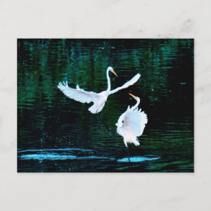 Elegante Egrets im Tanz Postkarte
