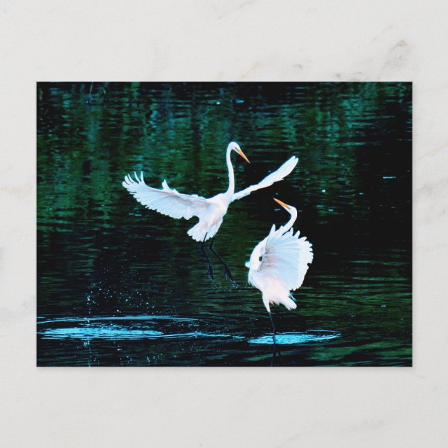 Elegante Egrets im Tanz Postkarte (Vorderseite)