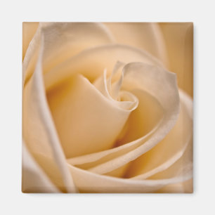Elegante Elfenbein-Rose Magnet