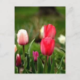 Elegante Farben Postkarte