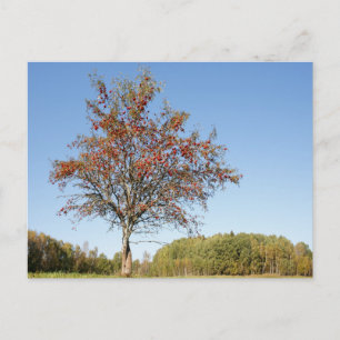 Elegante farbenfrohe Reise-Postkarte mit Baum Feiertagspostkarte