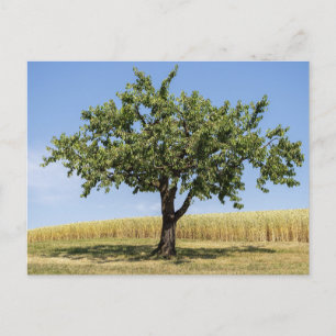 Elegante farbenfrohe Reise-Postkarte mit Baum Feiertagspostkarte
