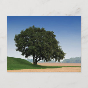 Elegante farbenfrohe Reise-Postkarte mit Baum Feiertagspostkarte