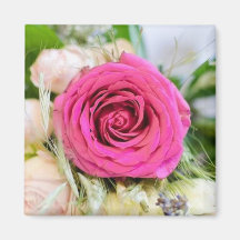 Elegante Fuchsia Pink Garden Rose Blume