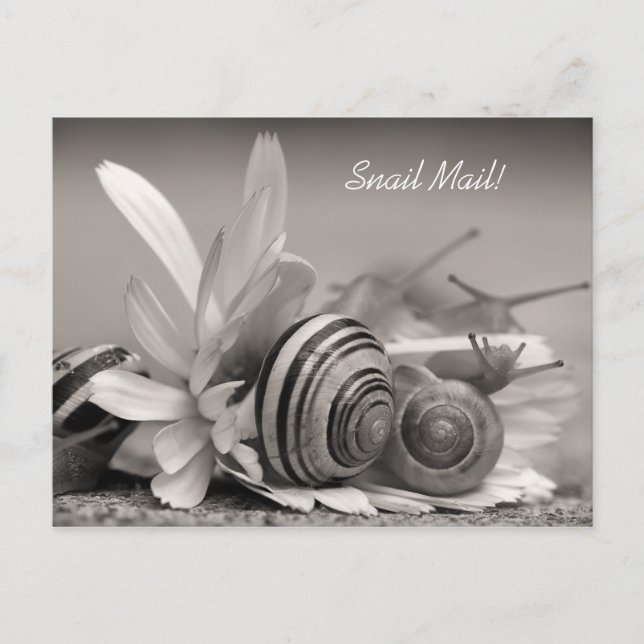 Elegante Garden Snails auf der Blume Gerber Daisy Postkarte (Vorderseite)