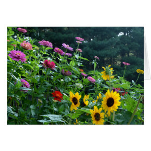 Elegante Gartensonnenblume, Gänseblüten, Kosmos