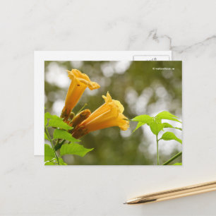 Elegante Gelbe Trumpet Blume Bokeh Postkarte
