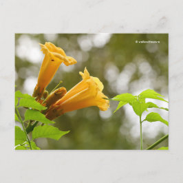 Elegante Gelbe Trumpet Blume Bokeh Postkarte