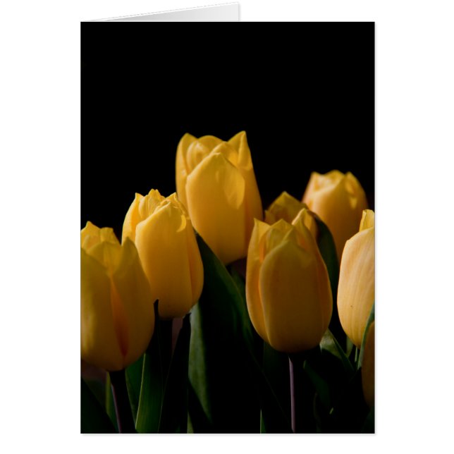Elegante gelbe Tulpen (Vorne)
