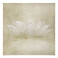 Elegante Gentle White Lotus / Lily Blume