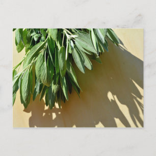 Elegante grüne botanische Blätter Frisch geschnitt Postkarte