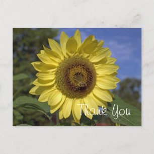 Elegante, helle Sommergelb-Sonnenblume dankeschön Postkarte