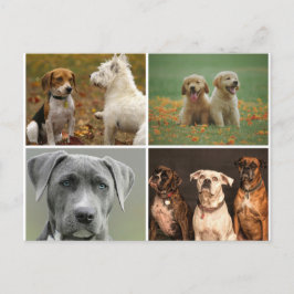 ELEGANTE HUNDE POSTKARTE