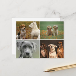 ELEGANTE HUNDE POSTKARTE