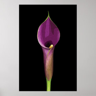 Elegante Illustration der violetten Calla-Lilie Poster