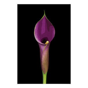 Elegante Illustration einer lila Calla-Lilie Poster