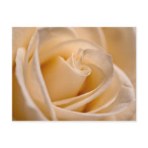 Elegante Ivory-Rose