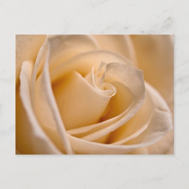Elegante Ivory-Rose Postkarte (Vorderseite)