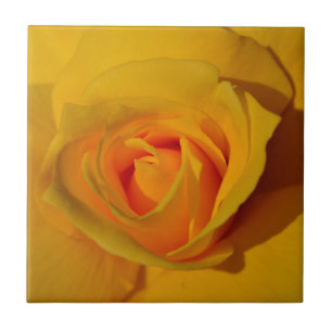 Elegante klassisch gelbe orange Rose Fliese