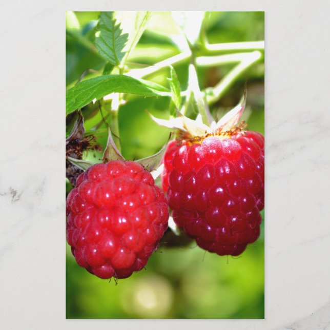 Elegante klassische Himbeeren (Vorderseite)
